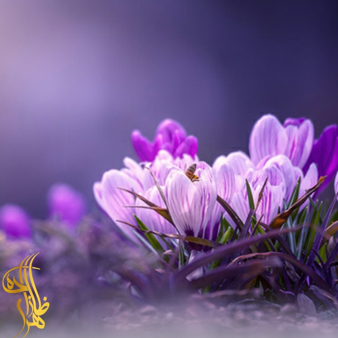 دسته بندی زعفران